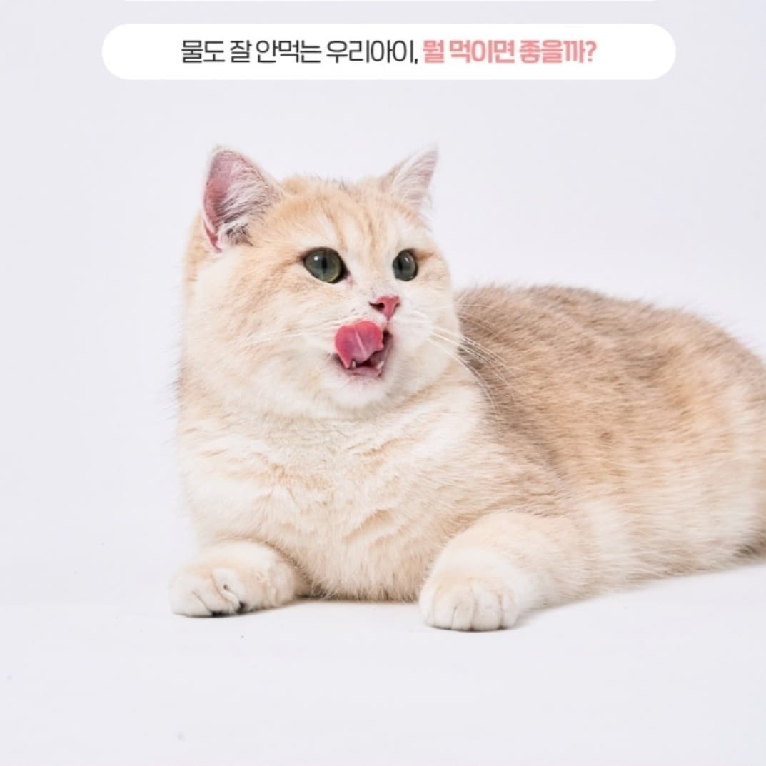 귀여운 단모 고양이 모델 고양이 배우 브리티쉬 숏헤어 모델 강아지 동반 고양이 촬영 방송 출연 1