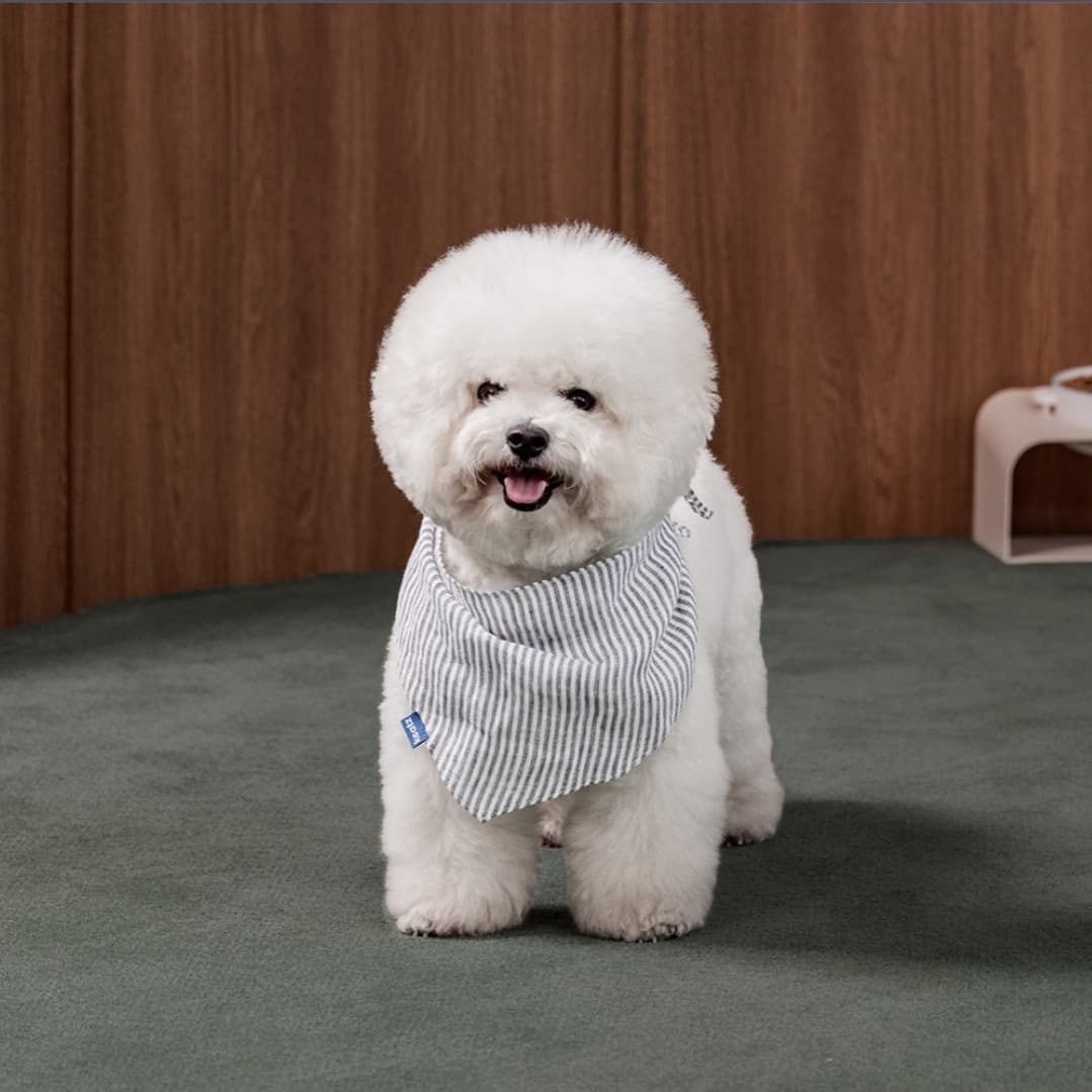 비숑 모델 강아지 모델 소형견 모델 고양이 강아지 동반 촬영 모델 1