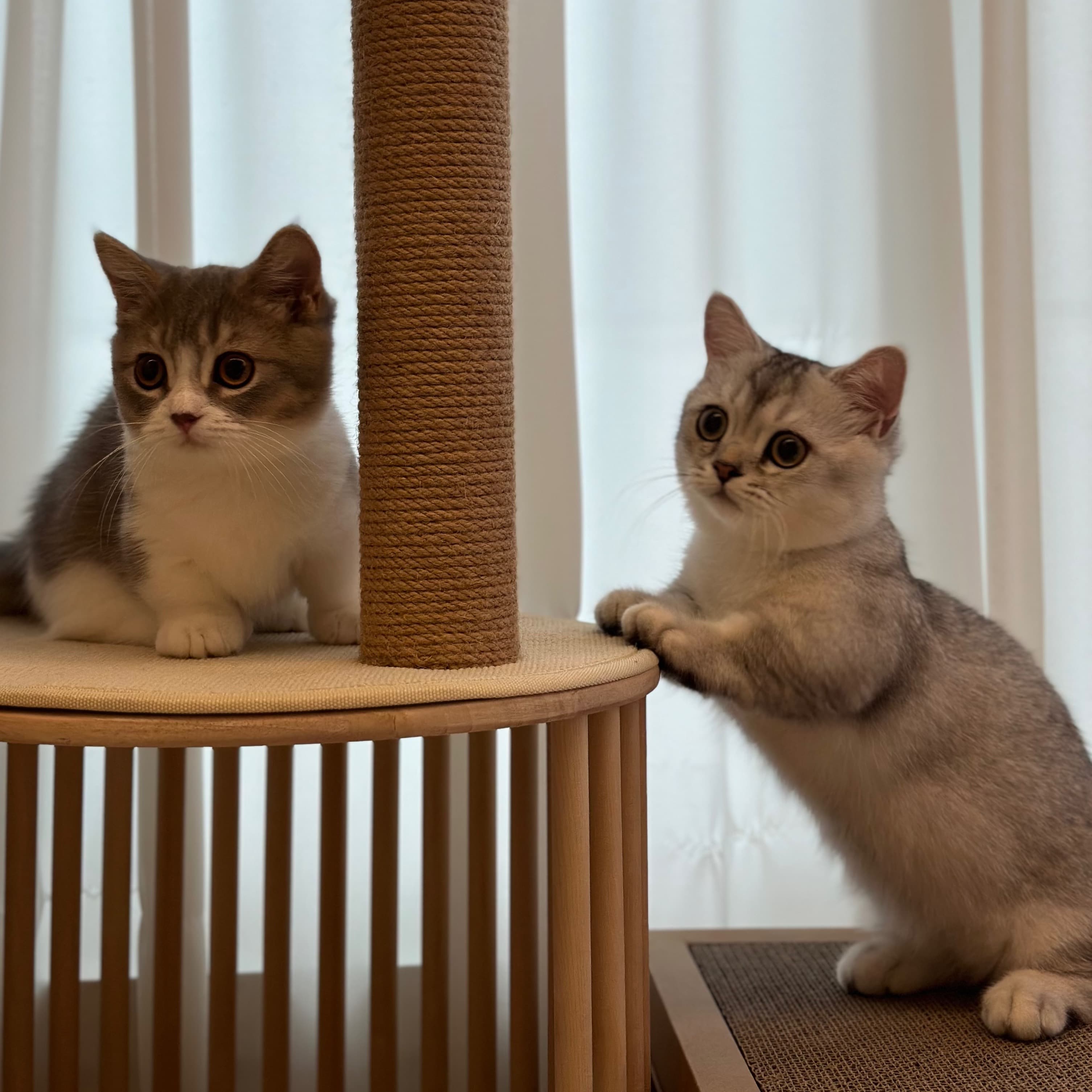 반려동물&고양이 제품 리뷰/컨텐츠 작성 1