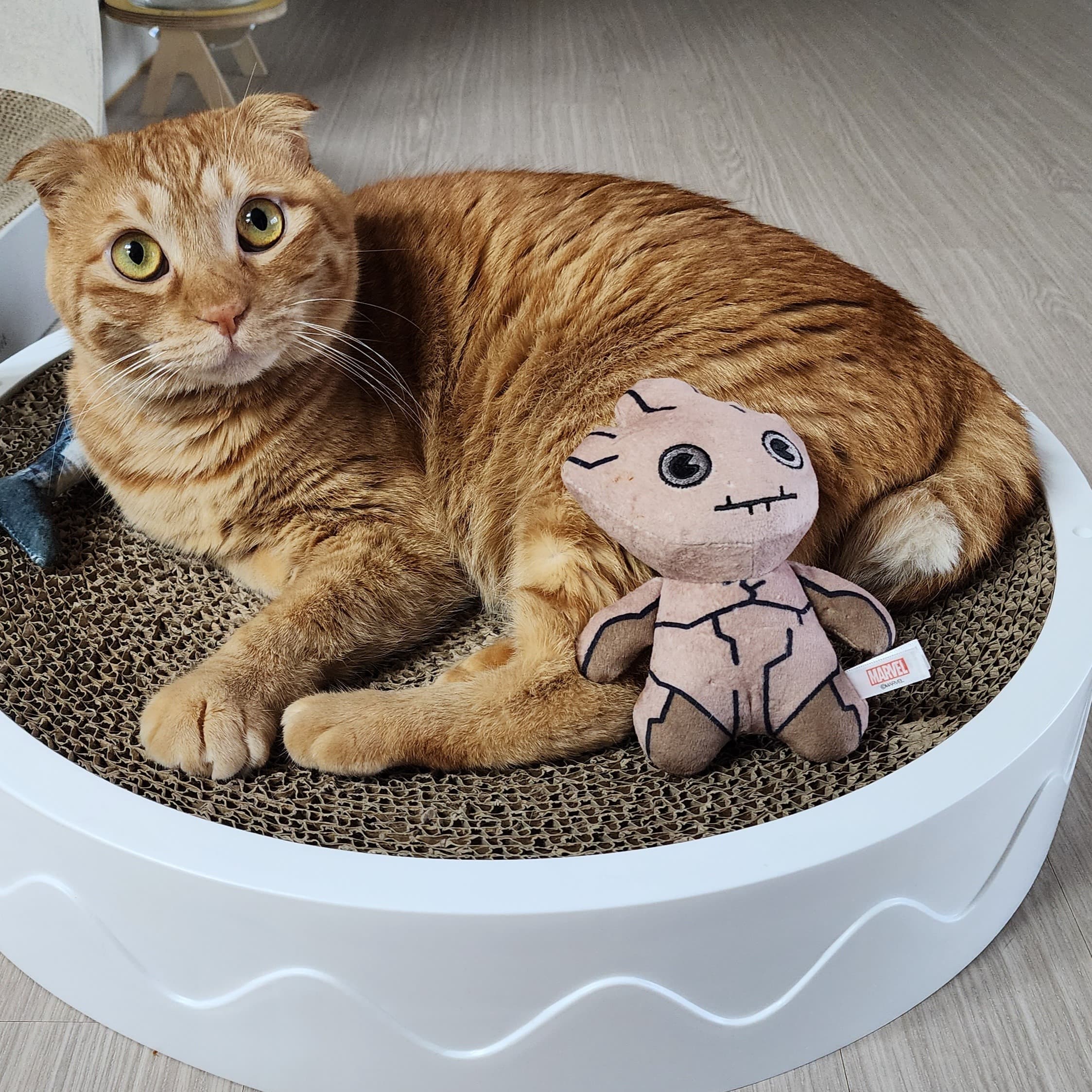 고양이 용품 리뷰 1