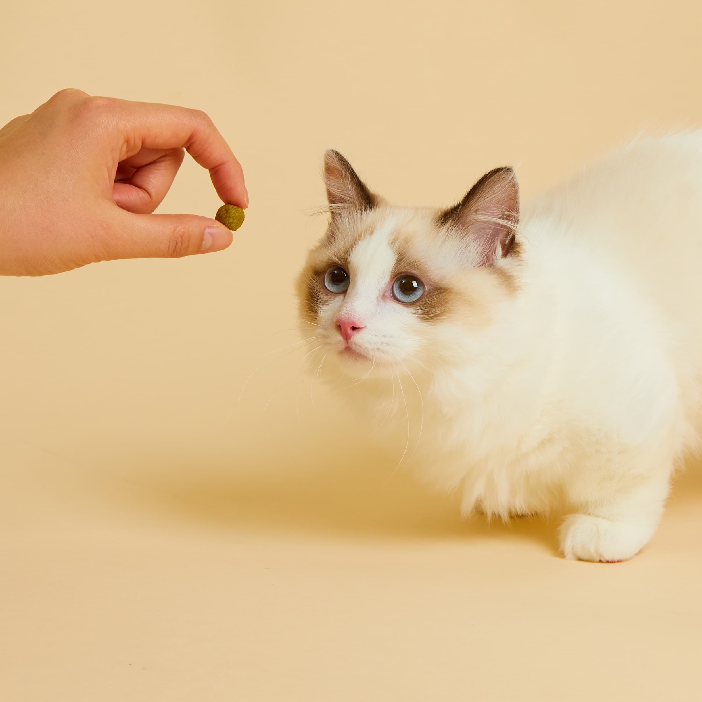 광고 모델 활동 경력있는 미모의 고양이 찾으시나요? 1