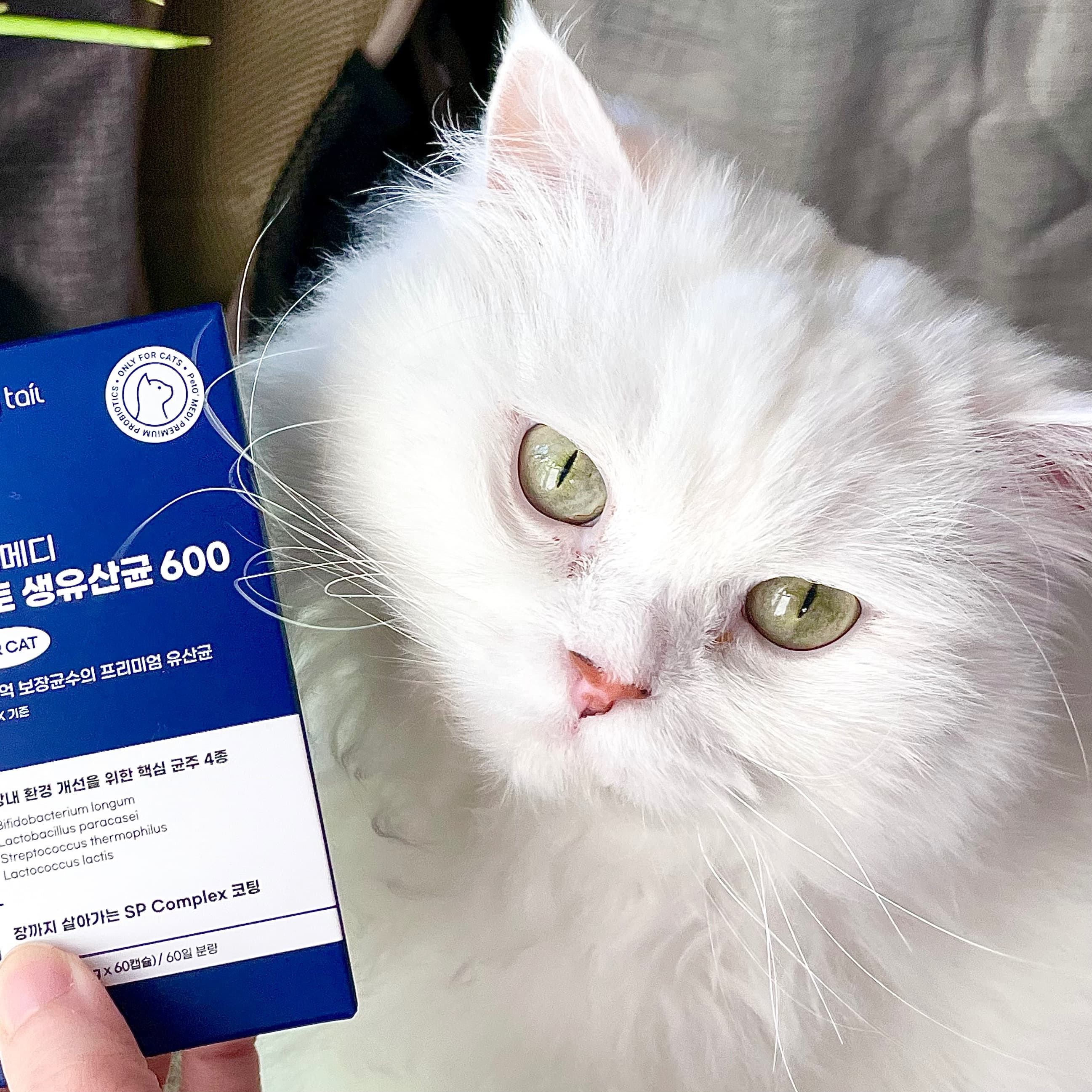 고양이 간식, 물품 리뷰 1