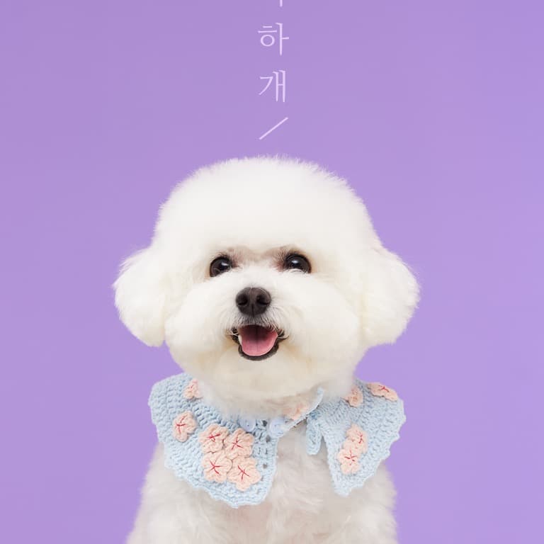 반려동물 촬영 및 반려동물 제품들 컨셉에 맞춰 사진촬영 해드려요! 1