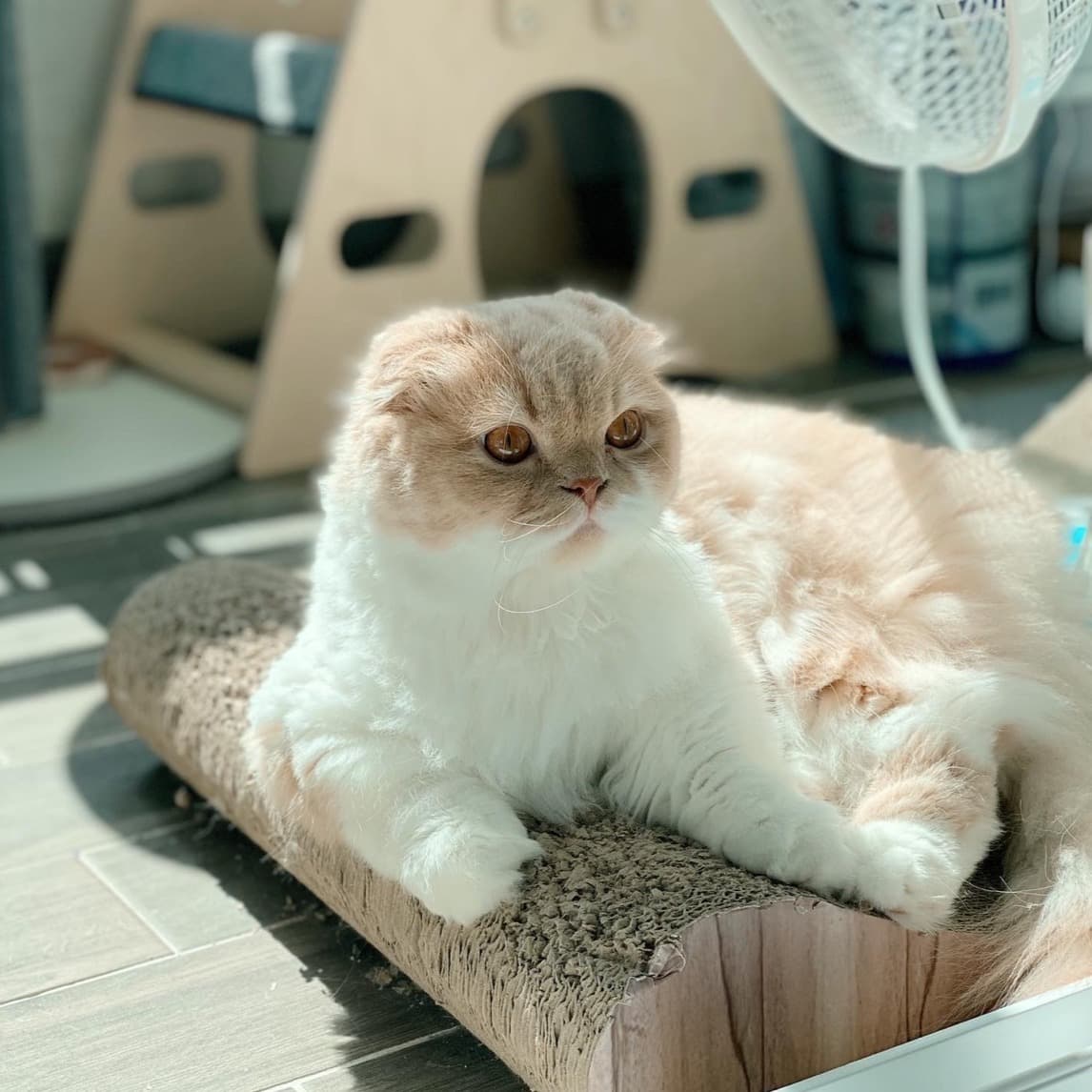 반려동물 모델 서비스 1