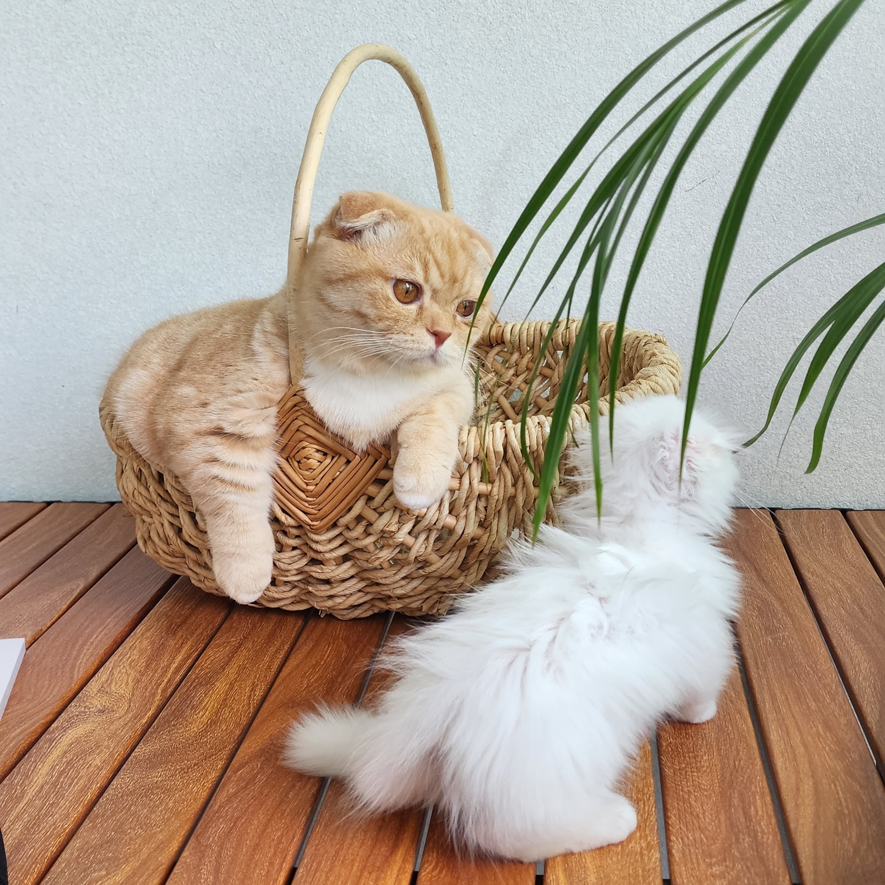 고양이 관련 사랑스러운 촬영합니다. 1