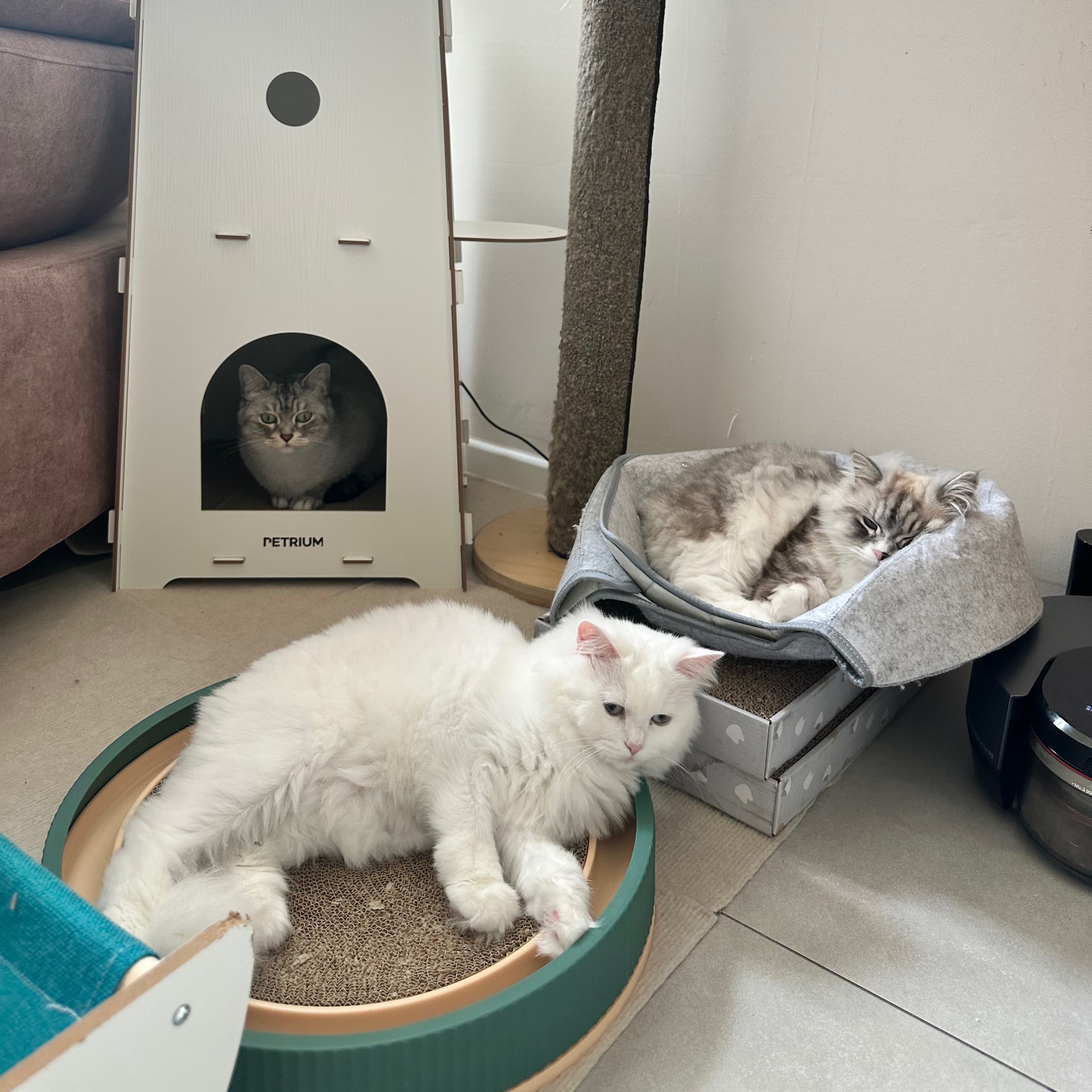 강아지, 고양이, 햄스터, 금붕어 리뷰🤍 1