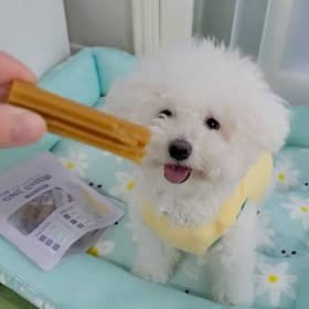 노란산타