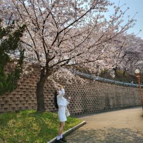 보드라운도라지청