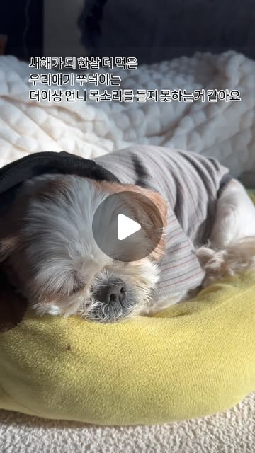새해가 되 한살 더 먹은
우리애기 쭈덕이는
더이상 언니 목소리를 듣지 못하는거 같아요.. 마음이 너무 아파요..
들리지 않아도 언니 곁에 딱 5년만 더 머물러줘 부탁할게 내 새끼
#17살강아지 #최강동안 #쭈덕이 #디열쩡이 #열쩡언니