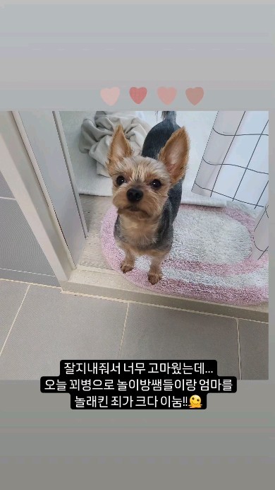 #강아지그램 #댕댕로그 #댕댕이브이로그
갑자기 외동이 된 케빈이 모음🤎
