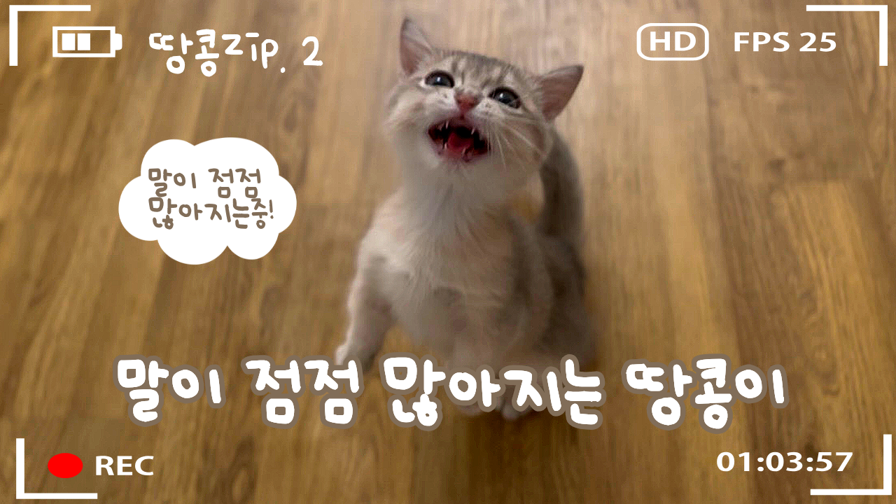 결과물 예시